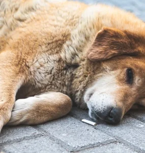 chien mange megot