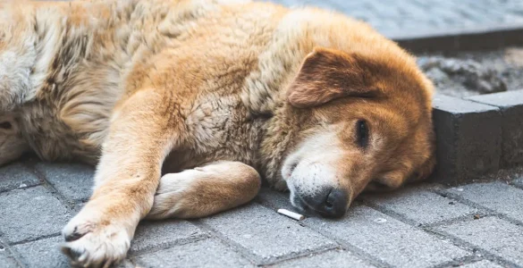 chien mange megot