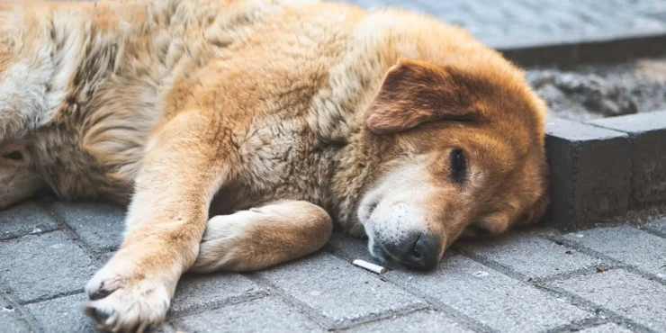 chien mange megot
